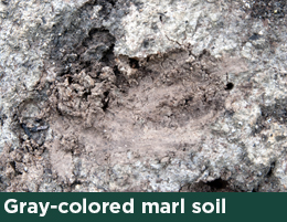 Gray-colored marl soil